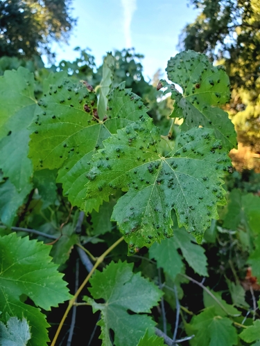 Grape Erineum Mite