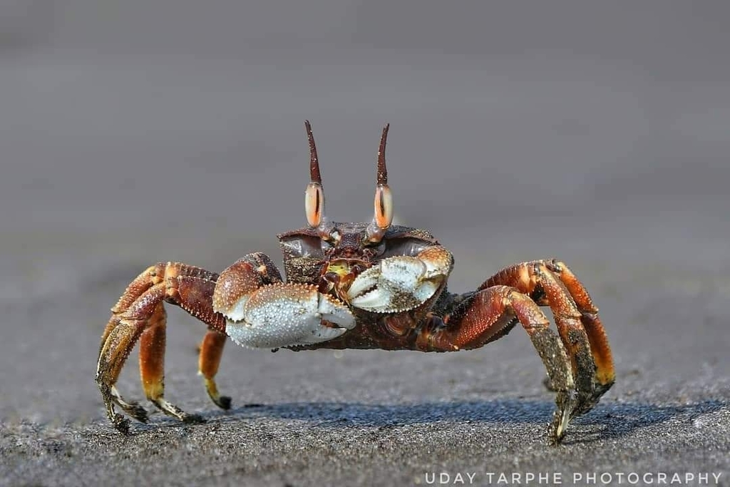 Horn-eyed Ghost Crab - Ocypode ceratophthalma