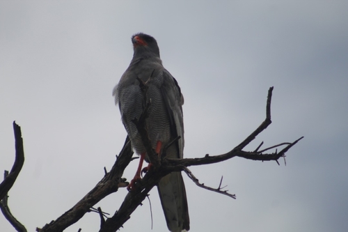Pale Chanting-Goshawk