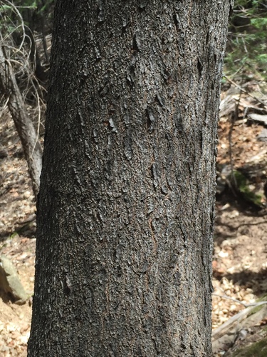 bigtooth maple