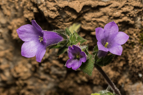 Campanula hagielia