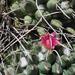 Mammillaria compressa centralifera - Photo (c) Miguel González Botello, todos los derechos reservados, subido por Miguel González Botello