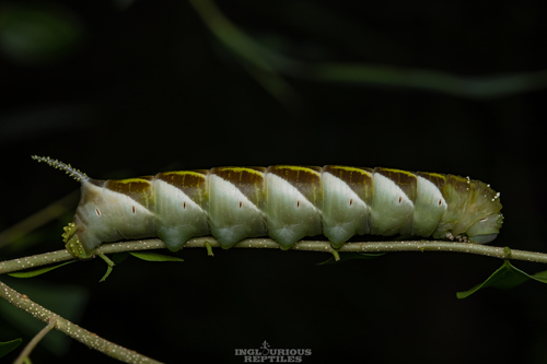 Plain grey hawkmoth