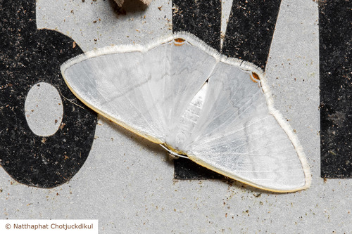 Micronissa delphinaria