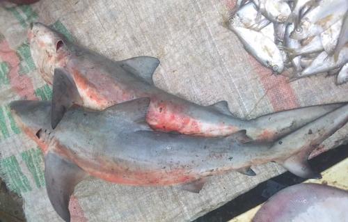 Bull Shark