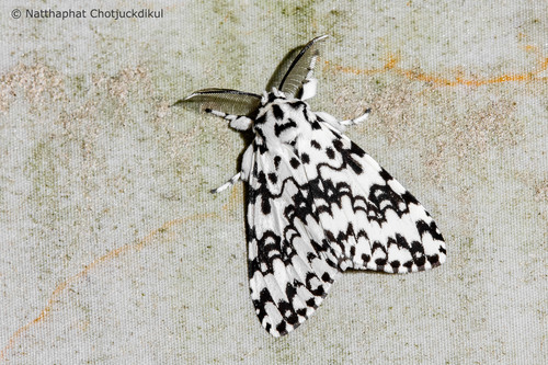 Lymantria concolor Walker, 1855