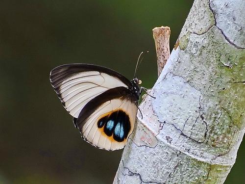 Elymnias agondas (Boisduval, 1832)