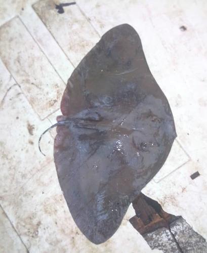 Séret's Butterfly Ray