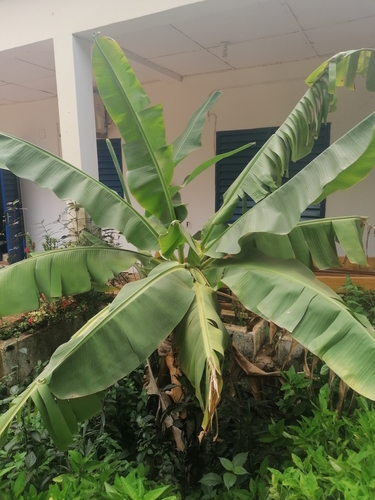 Cavendish banana