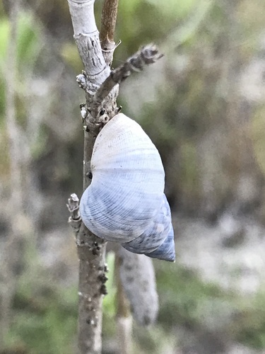 Mangrove Periwinkle