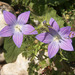 Campanula phrygia - Photo (c) Tig, all rights reserved, uploaded by Tig