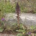 Lavender Broomrape - Photo (c) Tig, all rights reserved, uploaded by Tig