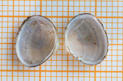European Fingernail Clam