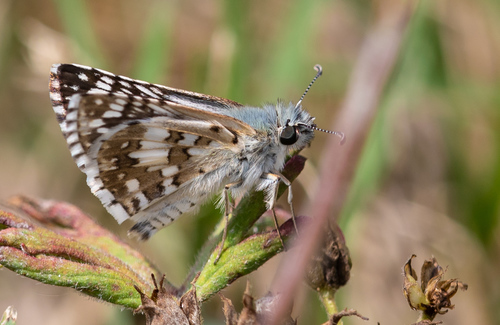 White Checkered-Skipper