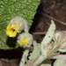 Hermannia transvaalensis - Photo (c) Warren McCleland, todos os direitos reservados, uploaded by Warren McCleland
