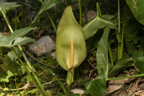 Elaborated Arum (Arum concinnatum) · iNaturalist