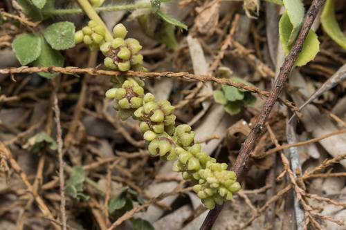 Beta vulgaris ssp. adanensis