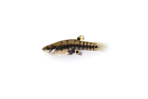 Heterandria formosa