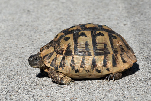 Testudo hermanni