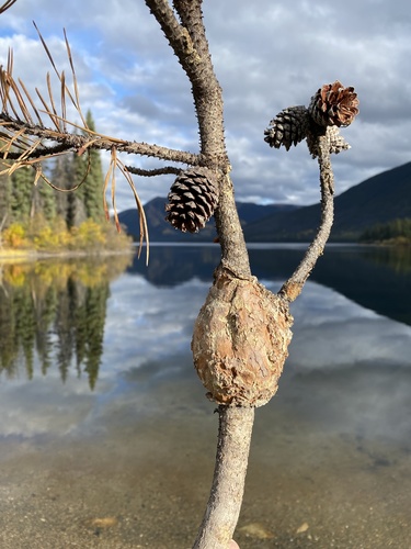 Western Gall Rust