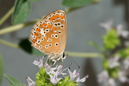 Aricia agestis