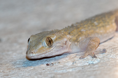 Tarentola mauritanica