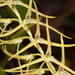 Stelis sclerophylla - Photo (c) Rudy Gelis, all rights reserved, uploaded by Rudy Gelis