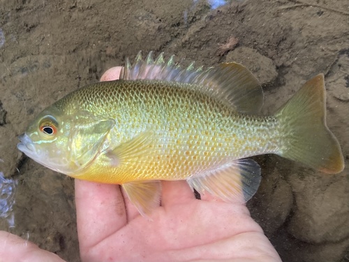 Redbreast Sunfish
