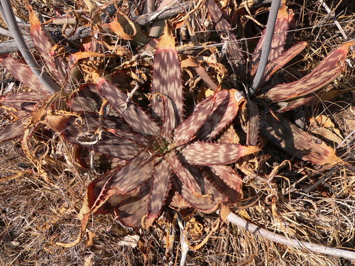 Aloe burgersfortensis