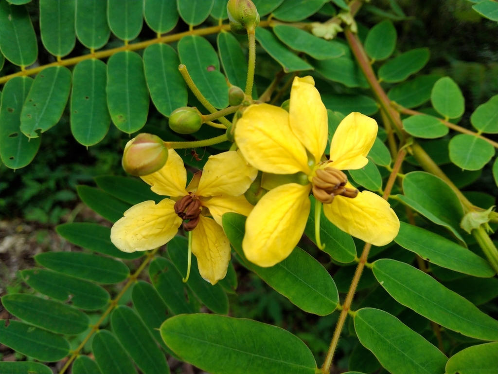 Senna timoriensis (Senna timoriensis)