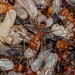 Naegelii-group Harvester Ants - Photo (c) Vinícius Rodrigues de Souza, all rights reserved, uploaded by Vinícius Rodrigues de Souza