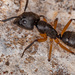 Camponotus renggeri - Photo (c) Vinícius Rodrigues de Souza, kaikki oikeudet pidätetään, lähettänyt Vinícius Rodrigues de Souza