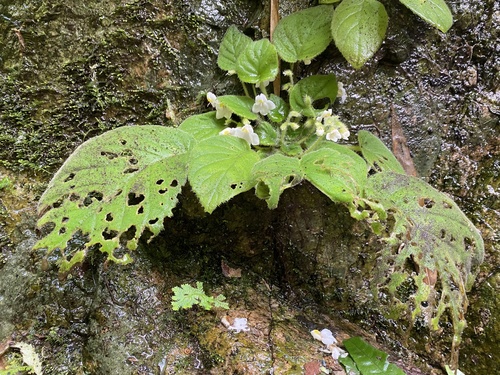 Petrocosmea kerrii