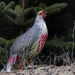 Blood Pheasant - Photo (c) Chris Burney, all rights reserved, uploaded by Chris Burney