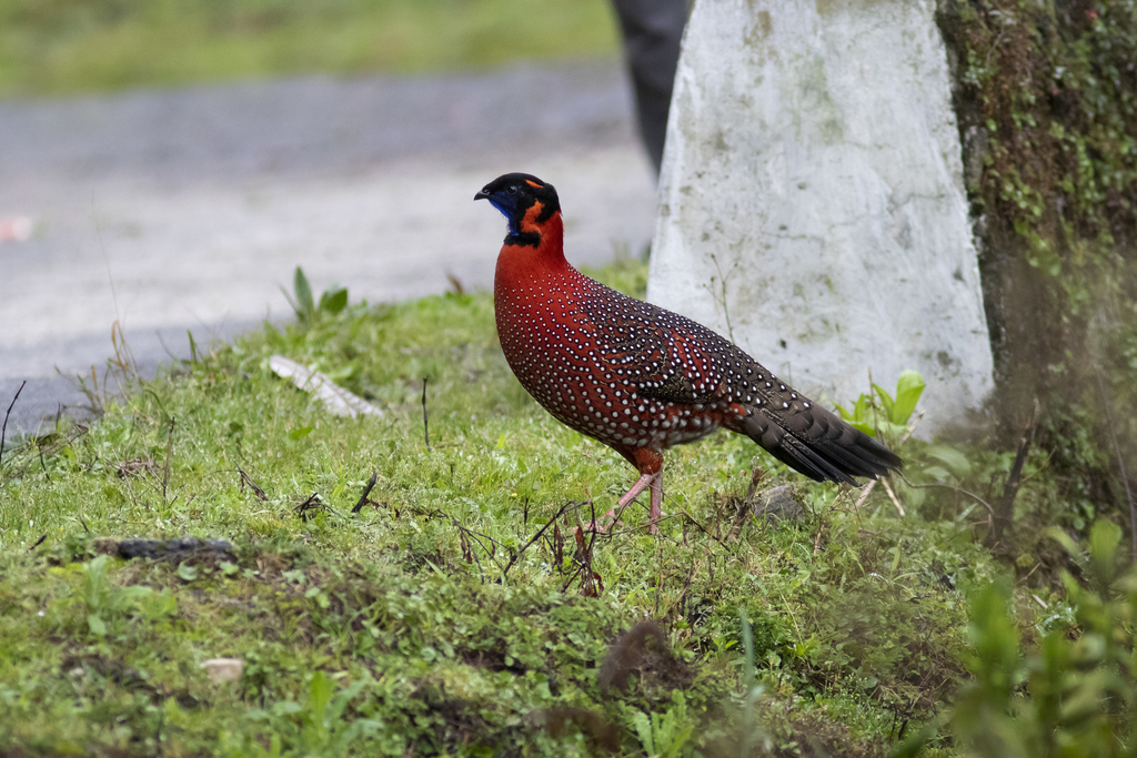 crimson horned pheasant