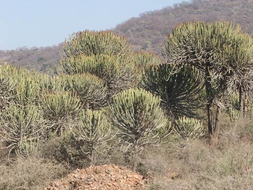 Olifants River Candelabra (Euphorbia excelsa)