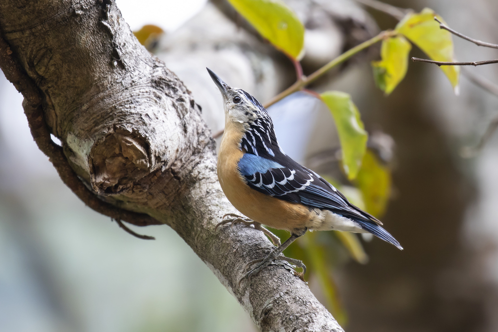 Beautiful Nuthatch (Sitta formosa) photo