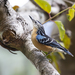 Beautiful Nuthatch - Photo (c) Chris Burney, all rights reserved, uploaded by Chris Burney