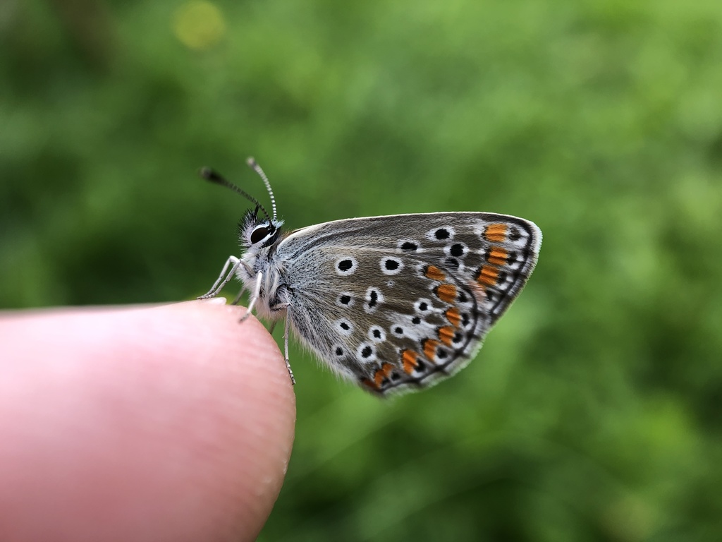 Polyommatina from Rue du Puits, SaintSylvestre, Limousin, FR on