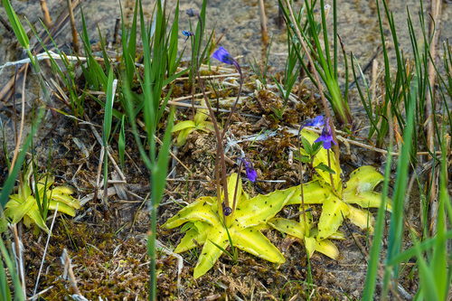 Pinguicula vulgaris