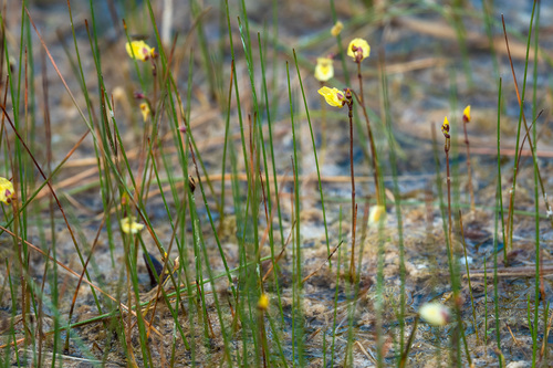 Utricularia minor