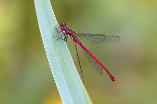 Pyrrhosoma nymphula