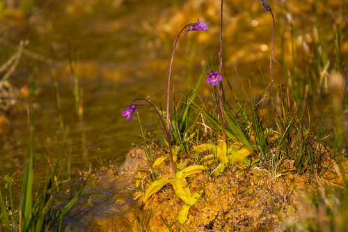 Pinguicula vulgaris