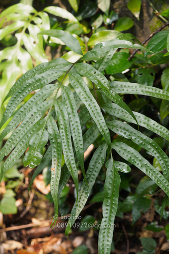 Microsorum cuspidatum