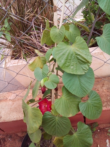 Stictocardia macalusoi