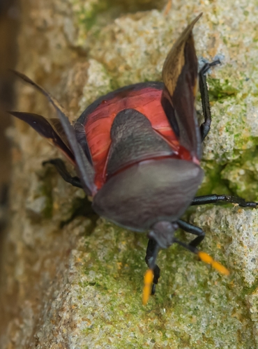 Watermelon Bug