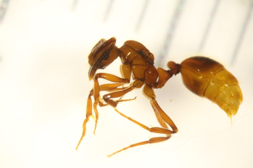 Megalomyrmex ayriMegalomyrmex ayri