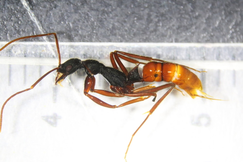 Leptogenys unistimulosaLeptogenys unistimulosa