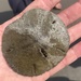 Isometric Sand Dollar - Photo (c) janefisher, all rights reserved