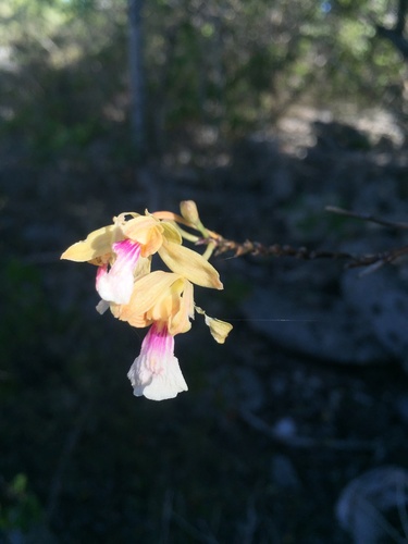 Psychilis monensis